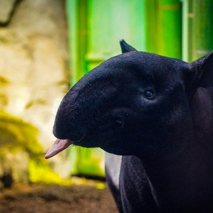 A black tapir with its tongue sticking out, standing in front of a blurred green and beige background.