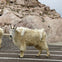 A mountain goat with long shaggy fur and horns stands on a paved area near large rocks on an overcast day.