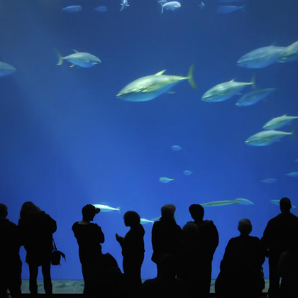 From San Francisco: Day Trip To Monterey and Carmel by the Sea