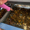 A person pointing at lobsters in a tank, each lobster has colored rubber bands on its claws.