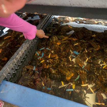 A person pointing at lobsters in a tank, each lobster has colored rubber bands on its claws.
