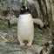 A penguin stands on rocky ground with its flippers extended near a stone wall.