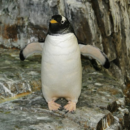 A penguin stands on rocky ground with its flippers extended near a stone wall.