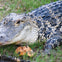 A close-up of an alligator lying on grass with a dry leaf nearby.