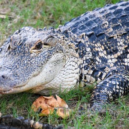 A close-up of an alligator lying on grass with a dry leaf nearby.