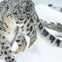A snow leopard with a spotted coat walks through a snowy landscape, with a log visible in the background.