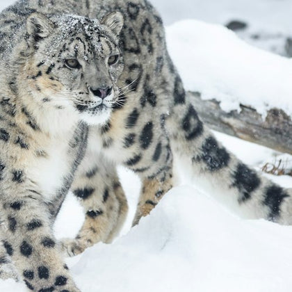 A snow leopard with a spotted coat walks through a snowy landscape, with a log visible in the background.