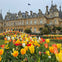 Tulips on the Parterre