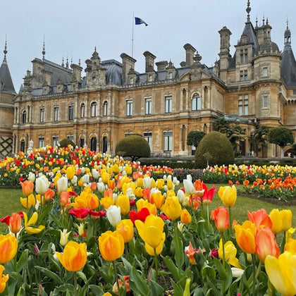 Tulips on the Parterre