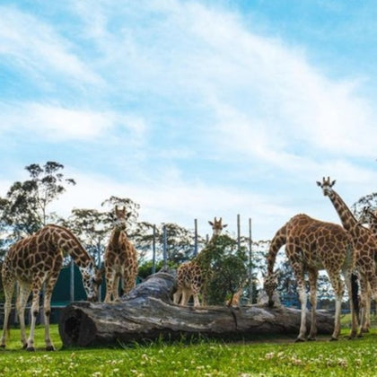 Animal encounters at Mogo Wildlife Park