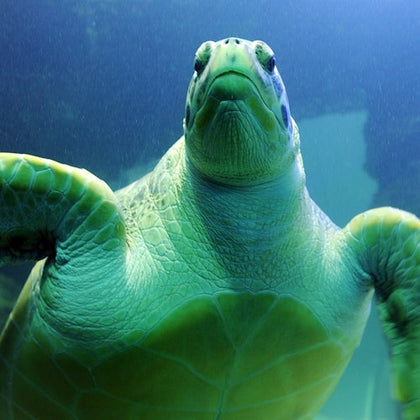 A sea turtle underwater, viewed from below, with its flippers spread and its face prominently displayed.