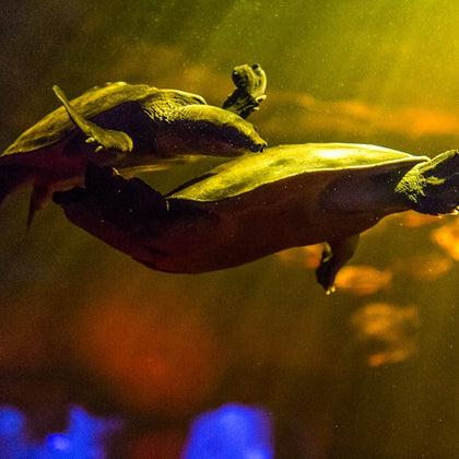 SEA LIFE Sydney Aquarium: Entry Ticket
