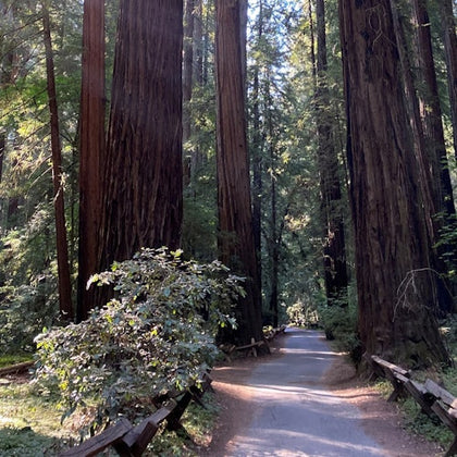 Full Day Wine & Woods Tour