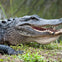 Everglades: 40-Minute Airboat Ride & Animal Sanctuary Admission