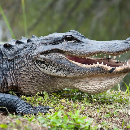 Everglades: 40-Minute Airboat Ride & Animal Sanctuary Admission