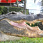 Alligator 
