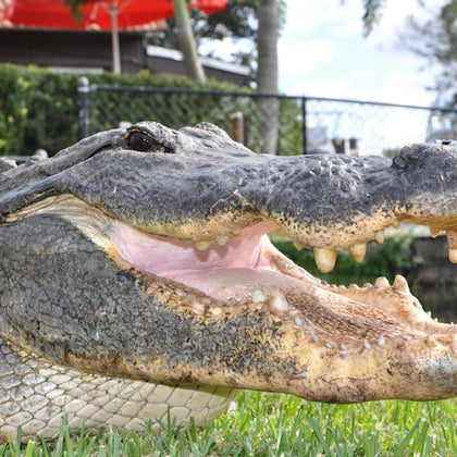 Alligator 