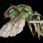 Close-up of a bicolored striped sweat bee with iridescent green body and translucent wings against a black background.