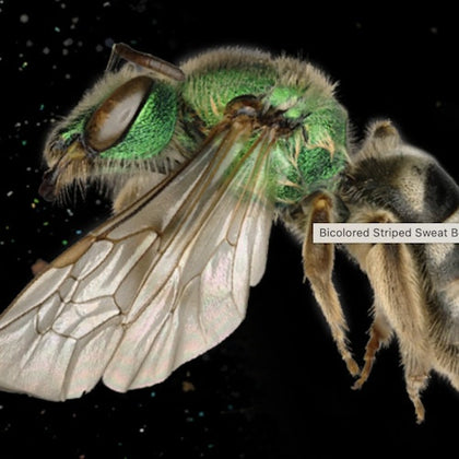 Close-up of a bicolored striped sweat bee with iridescent green body and translucent wings against a black background.