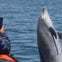 A bottlenose dolphin emerges from the water near a person taking a photo on a boat.