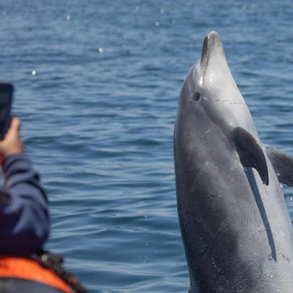 A bottlenose dolphin emerges from the water near a person taking a photo on a boat.