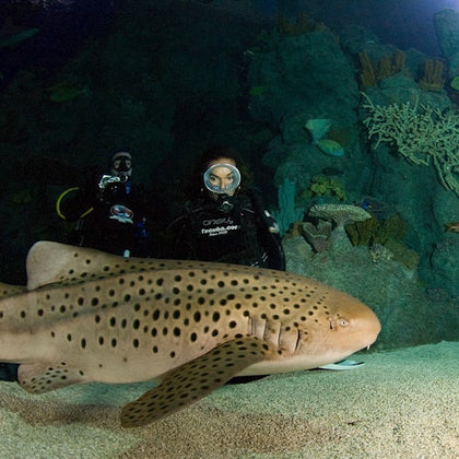 Houston City Tour + Downtown Aquarium