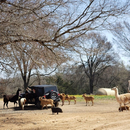 Franklin Drive Thru Safari: Entry Ticket