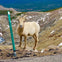 A bighorn sheep standing near a road with a green marker post, rocky terrain, and mountains in the background.