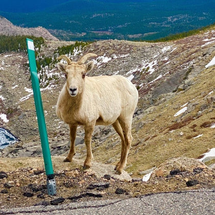A bighorn sheep standing near a road with a green marker post, rocky terrain, and mountains in the background.