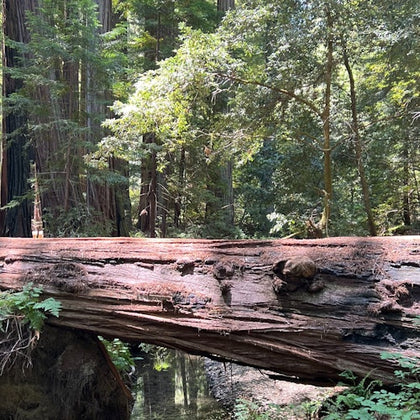 Armstrong Woods