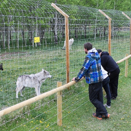 Yamnuska Wolfdog Sanctuary: Entry Ticket + Guided Tour