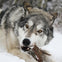 Yamnuska Wolfdog Sanctuary: Entry Ticket + Guided Tour