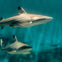 Two sharks swimming underwater in a clear, blue ocean.