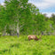 A deer with antlers grazing in a grassy field surrounded by green trees.