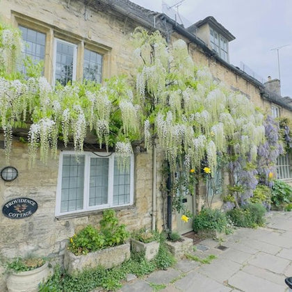 A stone cottage with flowering wisteria vines, a plaque reading 'Providence Cottage,' and a stone-paved walkway.