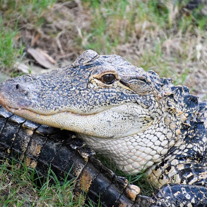 Close-up of an alligator resting its head on its tail, surrounded by grass and dirt.