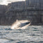 A whale breaching out of the ocean with cliffs in the background under a partly cloudy sky.