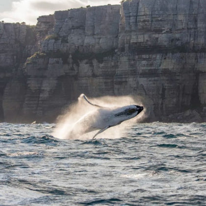 A whale breaching out of the ocean with cliffs in the background under a partly cloudy sky.
