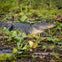 An alligator rests on muddy ground surrounded by green plants and grass.