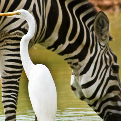 Beautiful animals