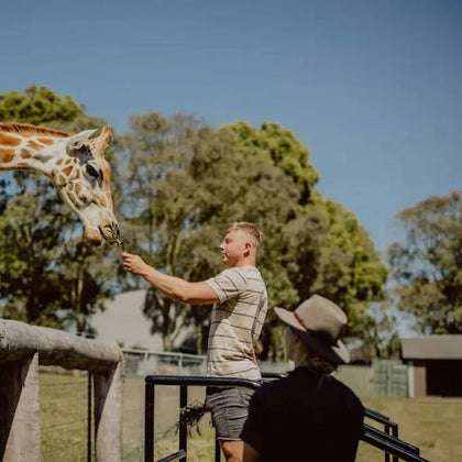 A person feeds a giraffe over a wooden fence at a zoo, with another person observing in the foreground, under a clear sky.
