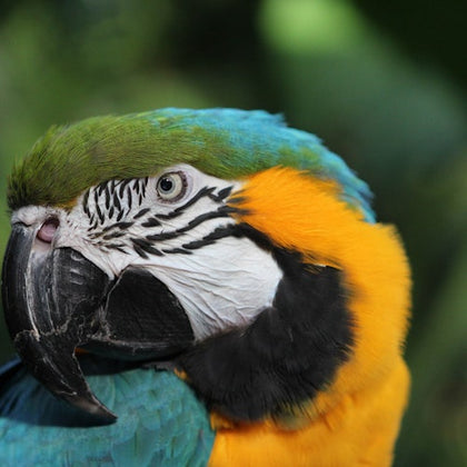 Bloedel Conservatory