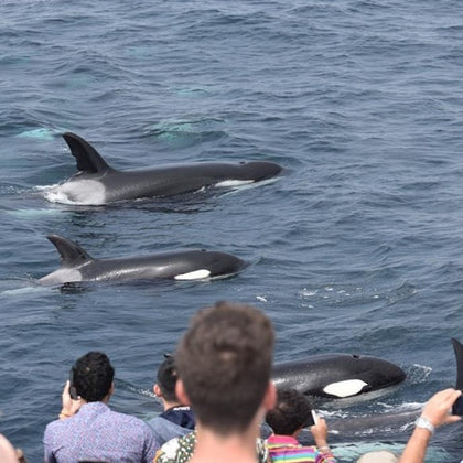 People watching a pod of orcas swimming near the surface of the ocean.