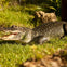 Sawgrass Recreation Park