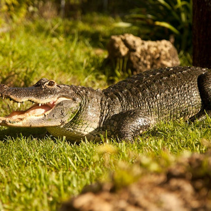 Sawgrass Recreation Park