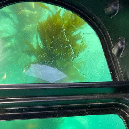 kelp forest