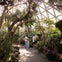Bloedel Conservatory