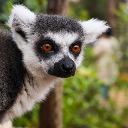 A ring-tailed lemur