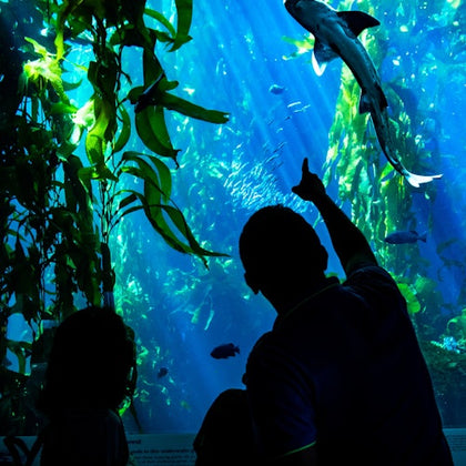 From San Francisco: Full Day Monterey and Carmel Tour