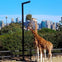 Taronga Zoo2